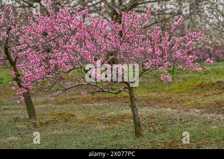 Alberi di pesca in fioritura lussureggiante Foto Stock