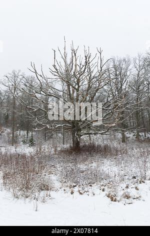 Boschi innevati con querce morenti in primo piano Foto Stock