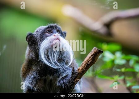 Un'immagine closeup del tamarino dell'imperatore. Si tratta di una specie di tamarina che si suppone sia chiamata per la sua somiglianza con l'imperatore tedesco Guglielmo II Foto Stock