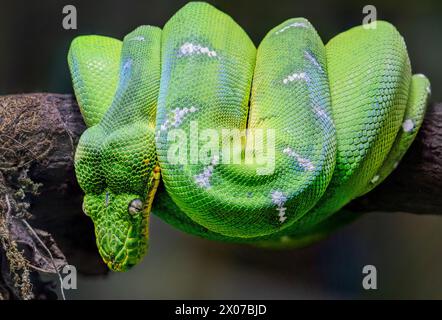 Il boa di smeraldo (Corallus caninus) è una specie di boa che si trova nelle foreste pluviali del Sud America. Il motivo di colore è tipicamente costituito da uno smeraldo Foto Stock