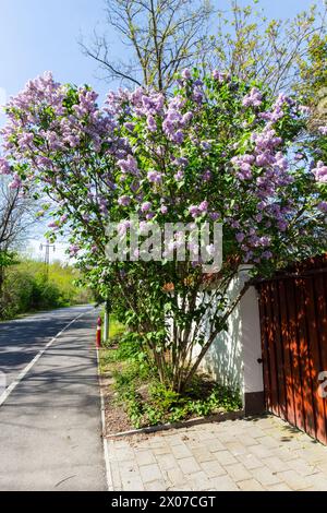 Lilla comune (Syylan vulgaris) fioritura precoce ad aprile, Ungheria Foto Stock