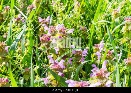 Lamium (ortiche morte) fiorito in primavera aprile, Ungheria Foto Stock