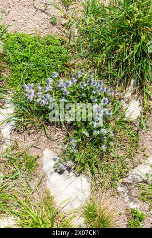 Vista dall'alto del Prostrate speedwell (Veronica prostrata), fiori selvatici, Becsi-domb, Sopron, Ungheria Foto Stock