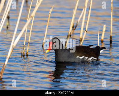 A Moorhen, Gallinula chloropus a Cley NEX The Sea, Norfolk, Regno Unito. Foto Stock