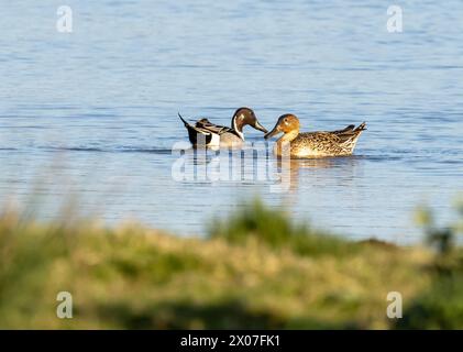 Pintail, Anas acuta, a Cley NEX The Sea, Norfolk, Regno Unito. Foto Stock