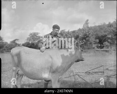 George Formby si trova in un campo soleggiato che accarezza Janet, la sua mucca di Jersey, nella sua fattoria nei Pennines nel 1945. Foto Stock