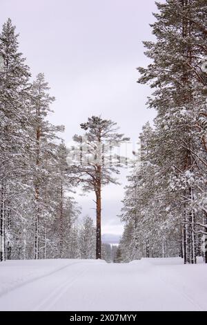 Piste da sci di fondo che attraversano un'idilliaca foresta invernale con alberi innevati Foto Stock