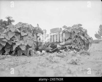 MOMENTI TROPICALI. 7 E 8 AGOSTO 1945, HMS RAJALYIA, ROYAL NAVAL AIR STATION PUTTALAM, CEYLON. ATTIVITÀ E PERSONALITÀ ALLA ROYAL NAVAL AIR STATION. - Il Marine J Crompton di Wigan, Lancashire, Unito alla flotta britannica delle Indie Orientali, con Puncho, la mascotte alsaziana del campo dei Marines, tenta di mimetizzarsi Foto Stock