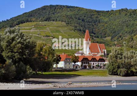 I vigneti terrazzati sorgono dietro la chiesa fortificata di Weissenkirchen sul Danubio nella panoramica valle di Wachau in Austria. Foto Stock