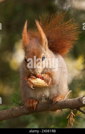 Scoiattolo rosso, Sciurus vulgaris seduto sul ramo e mangiando arachidi nella soleggiata giornata primaverile nei boschi del parco Stromovka, Praga, Repub ceco Foto Stock