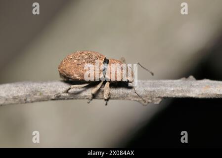 Scarabeo di rosa Fuller (Naupactus cervinus) insetto su stelo vegetale, weevil dal naso largo macro di controllo degli organismi nocivi naturali Houston, Texas USA. Foto Stock