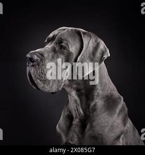 Ritratti il bellissimo cane del grande danese isilato su sfondo nero Foto Stock