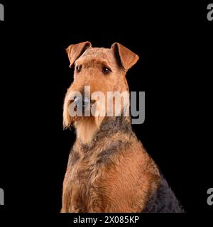 Ritratto in studio dell'elegante terrier dog di airedale su sfondo nero Foto Stock