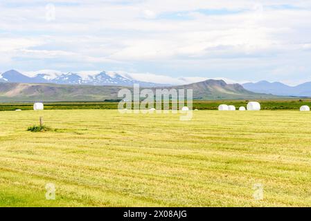 Balle di fieno avvolte in un campo erboso in un paesaggio rurale con montagne sullo sfondo in Islanda in estate Foto Stock