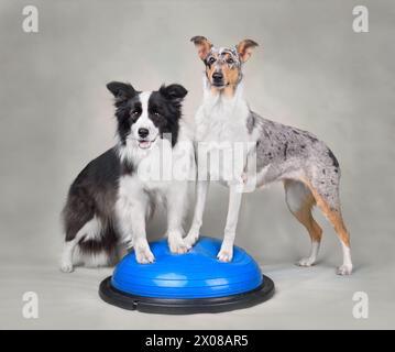 Un simpatico collie di confine e un collie liscio in piedi su una traina di fitness per cani con disco bilanciato Foto Stock