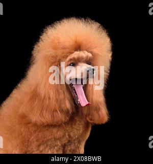 Bellissimo barboncino di albicocca seduto su uno sfondo nero e sbadigliando con la lingua lunga fuori Foto Stock