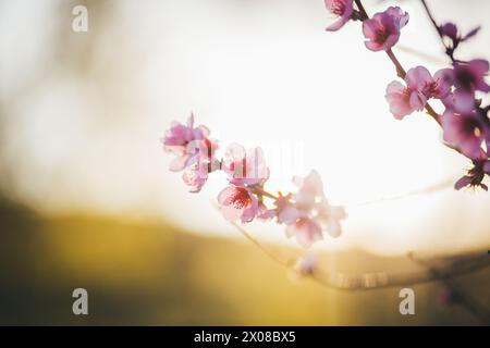 Fioritura di albero di albicocche Foto Stock