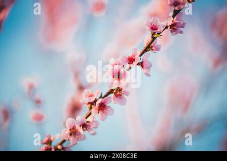 Fioritura di albero di albicocche Foto Stock