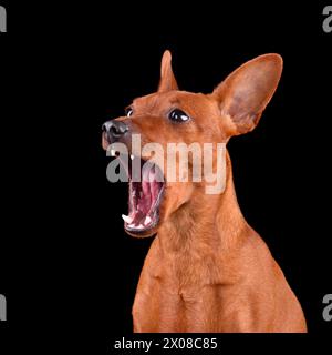 Sbadiglio bellissimo cane Pinscher rosso in miniatura su sfondo nero Foto Stock