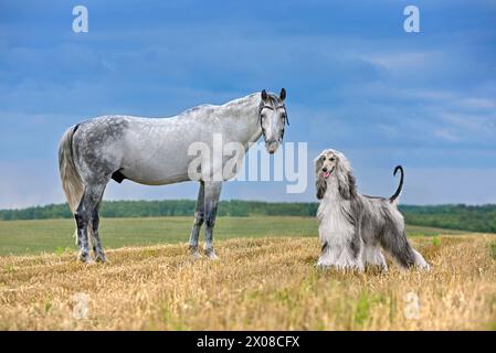 Bellissimo Hound afghano in piedi con il cavallo Gray Orlov Trotter su un campo giallo sopra la sacca blu del cielo Foto Stock