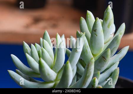 Le piante succulente hanno una forma miniaturizzata. Le foglie spesse contengono molta acqua. Questa pianta è di solito piantata in piccoli vasi per essere utilizzata come orname Foto Stock