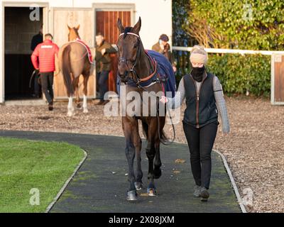 Sesta gara a Wincanton, 26 gennaio 2022, Novice hurdle Foto Stock