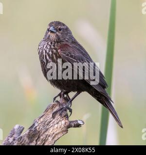 Donna adulta Blackbird con ali rosse. Ed R. Levin County Park, Santa Clara County, California, Stati Uniti. Foto Stock