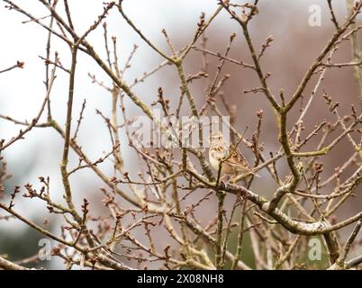 A Woodlark, Lullula arborea sulla brughiera di Kelling, Norfolk, Regno Unito. Foto Stock