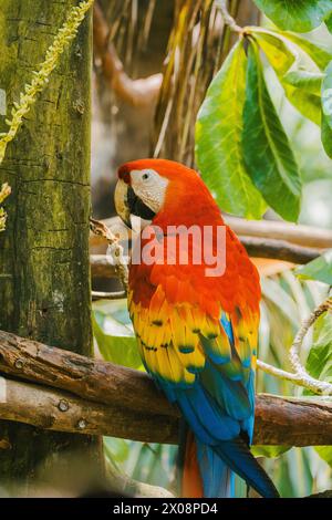 Uno splendido Scarlet Macaw con colori rossi, blu e gialli vivaci si aprono graziosamente tra la lussureggiante vegetazione di una foresta costaricana. Foto Stock