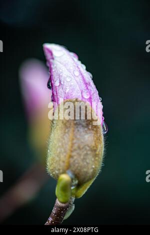 Una splendida foto ravvicinata che cattura un delicato gemma di magnolia adornato da gocce di rugiada su uno sfondo morbido e scuro Foto Stock