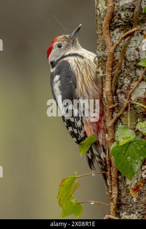 Un ritratto dettagliato di un picchio con corona rossa aggrappato a un tronco di albero, con gocce di pioggia e nebbia che ammorbidiscono lo sfondo Foto Stock