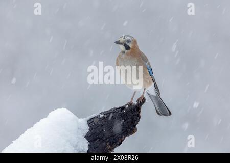 Una serena ghiandaia eurasiatica sorge su un ramo innevato in mezzo a una dolce nevicata, che racchiude la tranquilla bellezza dell'inverno in montagna Foto Stock
