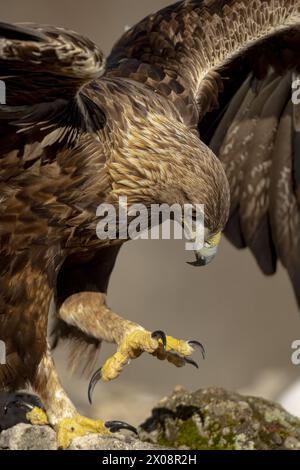 Primo piano di un atterraggio di aquila dorata, che mette in risalto le sue piume dai motivi intricati e i suoi potenti e acuti talon su uno sfondo neutro Foto Stock