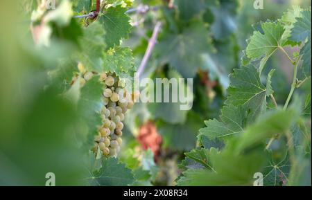 Primo piano delle prime uve bianche raccolte, mature e pronte per la produzione di vino a Villarrobledo, Spagna. Ideale per giovani bianchi e moscati. Foto Stock