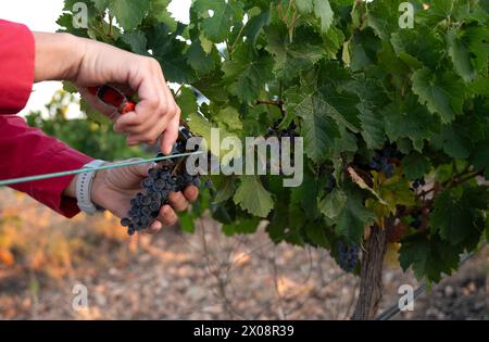 Un primo piano di una mano che raccoglie delicatamente uve mature dai vigneti di Villarrobledo, Spagna, segnalando l'inizio della stagione di vendemmia con un Foto Stock