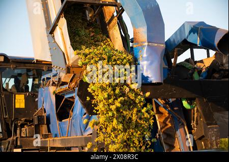 Vendemmiatrice meccanica che raccoglie le prime uve bianche della stagione a Villarrobledo, Albacete, destinate a vini bianchi giovani e moscato vari Foto Stock