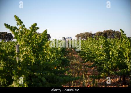 Un tranquillo vigneto a Villarrobledo, in Spagna, brulicante della prima vendemmia di uve bianche e moscate, destinato a vini bianchi giovani. Foto Stock