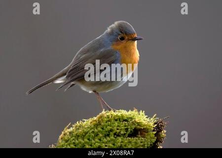 Un'immagine dettagliata che cattura un Robin Petirrojo europeo su un ceppo coperto di muschio, mostrando il suo vivace piumaggio e i tranquilli dintorni. Foto Stock