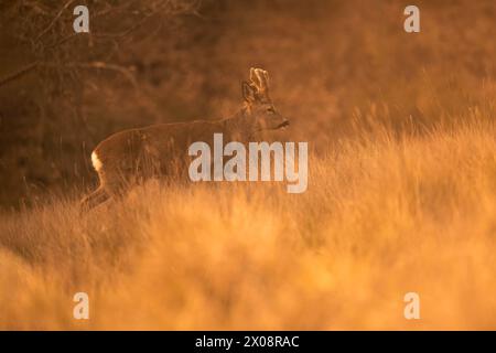 Una serena scena di un giovane cervo catturato nel caldo bagliore del tramonto mentre si snoda attraverso l'alta erba dorata in un habitat naturale Foto Stock