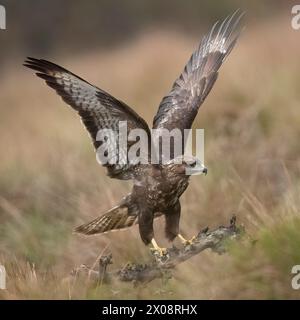 Uno splendido Buteo Buteo, comunemente noto come il Buzzard comune, si prepara al volo in un ambiente naturale di campagna, mostrando la sua impressionante apertura alare Foto Stock