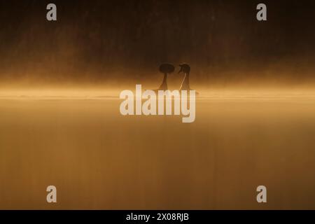 I grandi grebe crestati, noti come somormujos lavancos in spagnolo, sono sagomati contro un'alba nebbiosa su un lago fermo Foto Stock