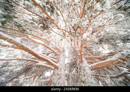 I rami di pino d'Aleppo ghiacciato si estendono verso l'esterno sotto una coperta di neve nel Parco Nazionale Guadarrama della Spagna, catturando l'essenza intima di un inverno Foto Stock