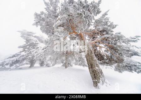 I maestosi pini di Aleppo ricoperti di neve dominano questo tranquillo paesaggio invernale all'interno del Parco Nazionale di Guadarrama Foto Stock