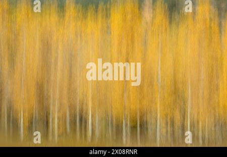 Un'immagine astratta che cattura l'essenza di una foresta autunnale con alberi e fogliame sfocati attraverso il movimento verticale, creando un effetto pittorico Foto Stock