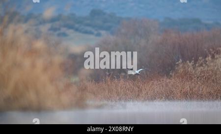 Un Heron grigio solitario scivola sopra le tranquille erbe paludose, con un paesaggio a messa a fuoco morbida sullo sfondo Foto Stock