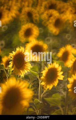 I girasoli dorati si crogiolano alla luce calda in un campo vicino a Guadalajara, in Spagna, mostrando la vibrante bellezza della natura Foto Stock