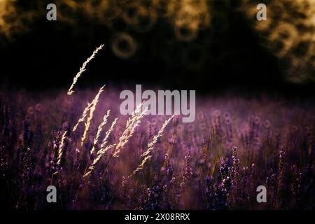 Un tranquillo campo di lavanda sotto il cielo crepuscolo, con luce soffusa che mette in risalto i delicati fiori e il delicato bokeh sullo sfondo Foto Stock