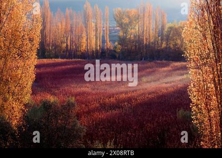 Un idilliaco paesaggio autunnale di vibrante coltivazione di vimini circondato da pioppi dorati a Canamares, Cuenca, Spagna Foto Stock