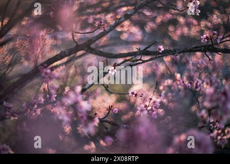 L'eterea fioritura di mandorli catturati con una messa a fuoco soffusa, immersi nella luce del sole dorato. Foto Stock