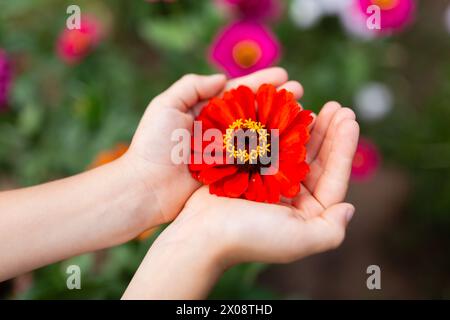 Cullata dolcemente in mani anonime, una vivace margherita rossa Gerbera si distingue con uno sfondo di fiori colorati in un lussureggiante giardino estivo Foto Stock